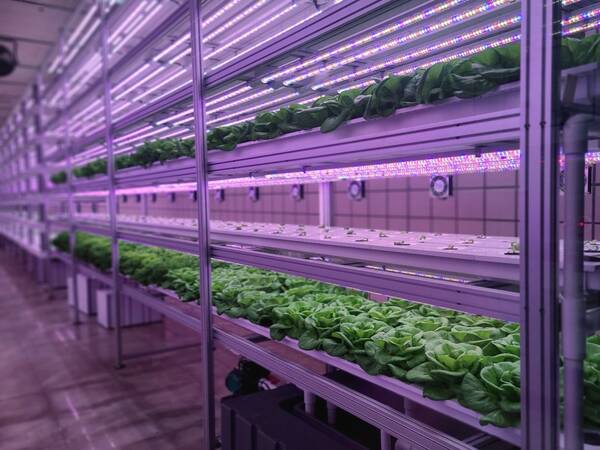 Vertical farming_LED lights