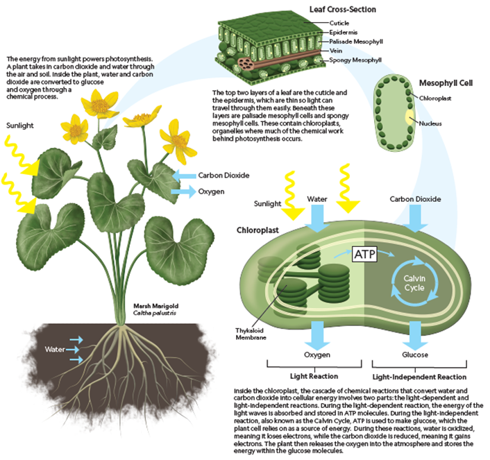 Photosyntheses processes_National Geo